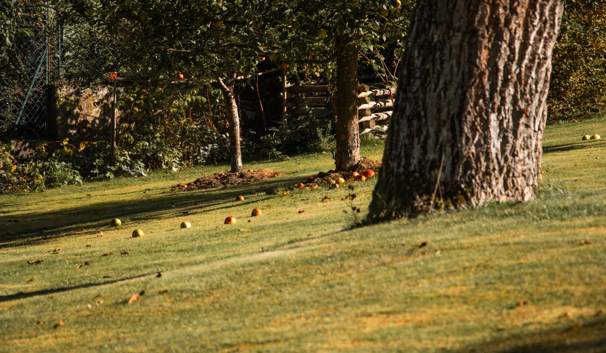 A Beginner's Guide to Planting Bare-Root Fruit Trees