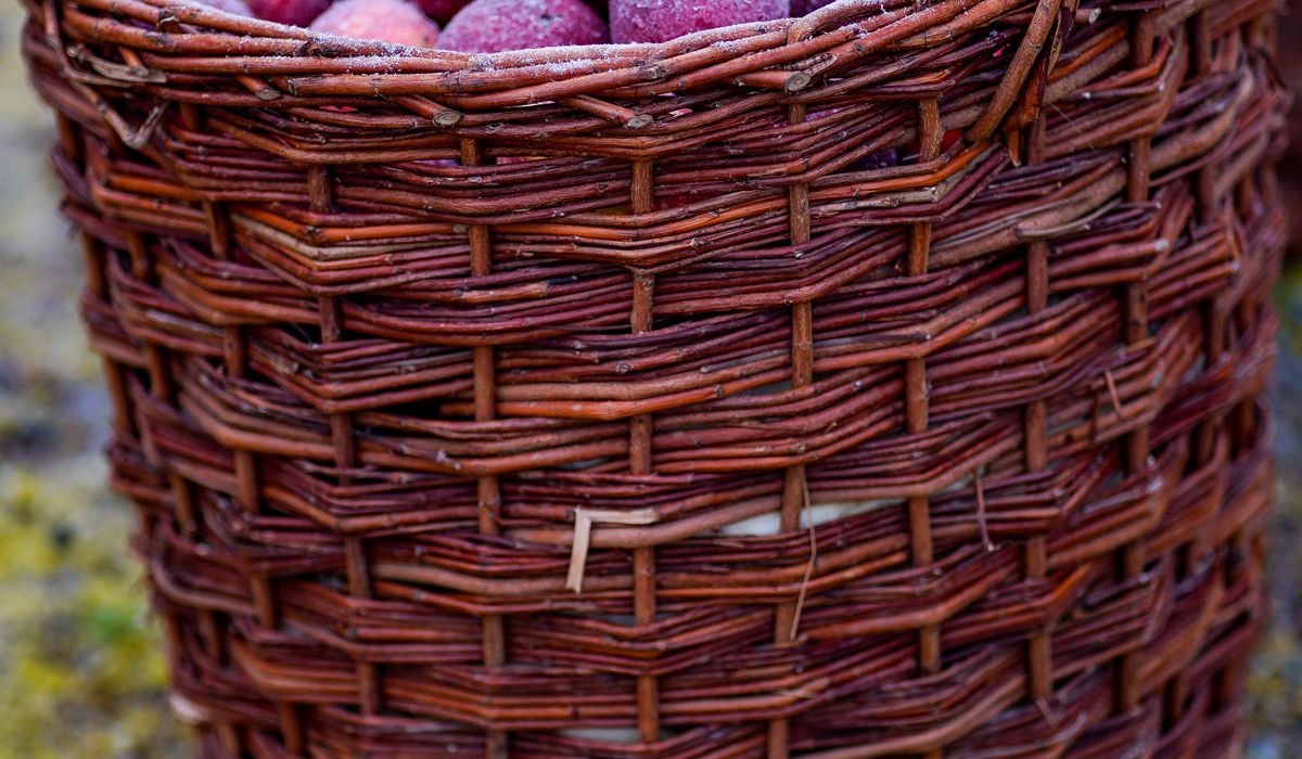Building a Simple Fruit Cage to Protect Berries