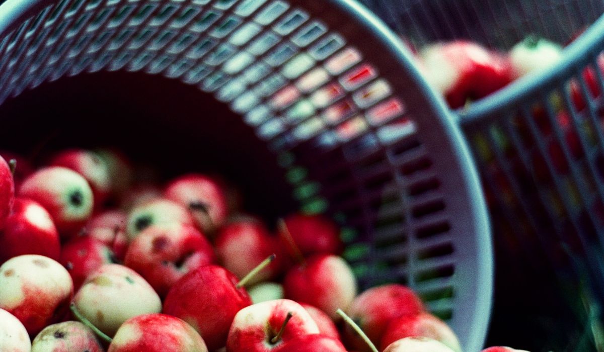 Choosing Fruit Trees for a Small Patio Space