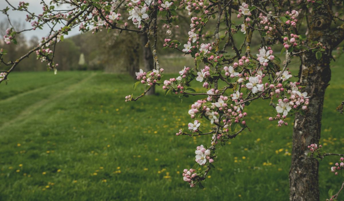Choosing the Best Location for a New Orchard