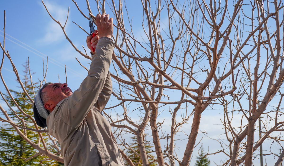 Creating a Wildlife-Friendly Orchard Without Losing Your Crop