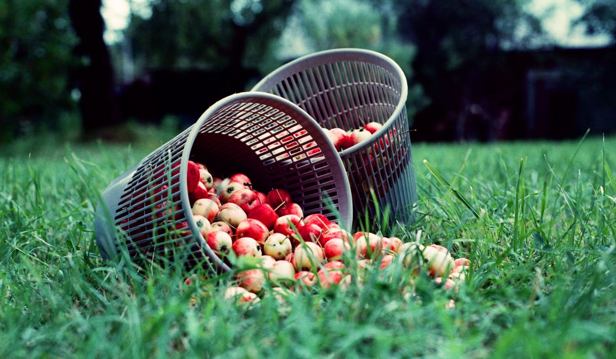 Designing an Orchard Border with Spring Bulbs
