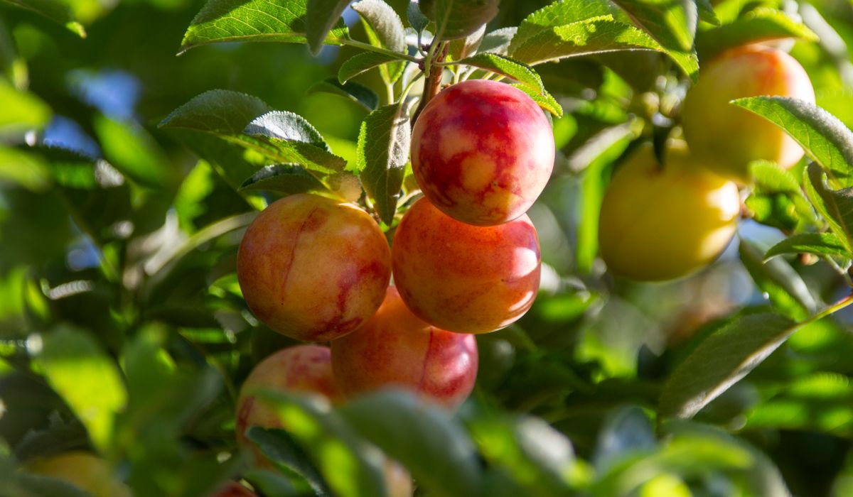Feeding Fruit Trees: When and What to Use