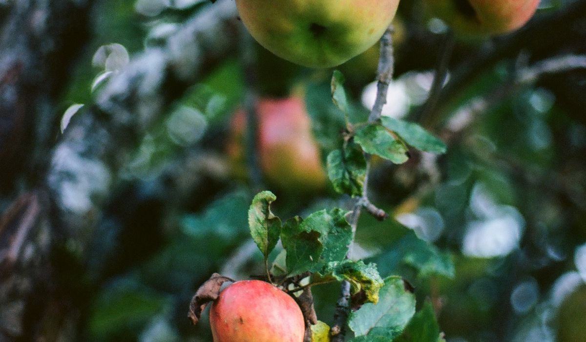 How to Choose the Right Apple Tree for Small Gardens