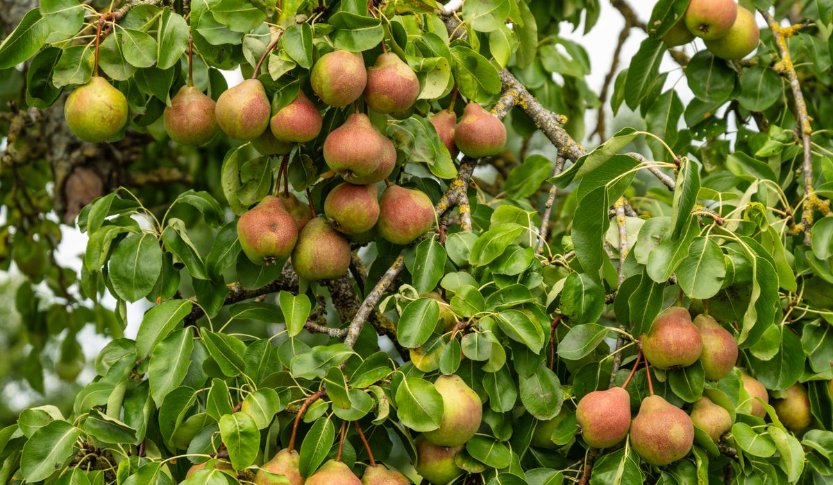 Identifying and Managing Woolly Aphids on Apple Trees