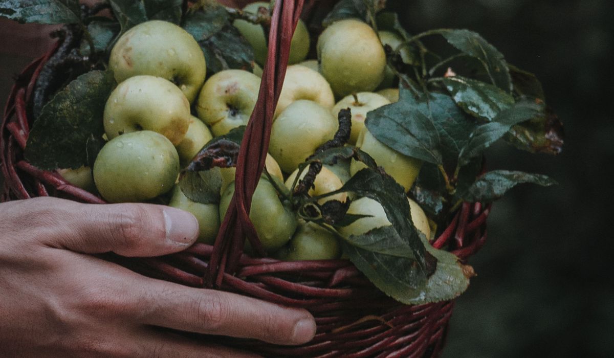 Mulching Fruit Trees to Conserve Water and Suppress Weeds