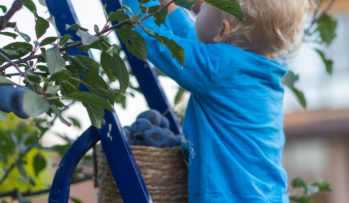 Propagating Fruit Trees from Cuttings and Grafts