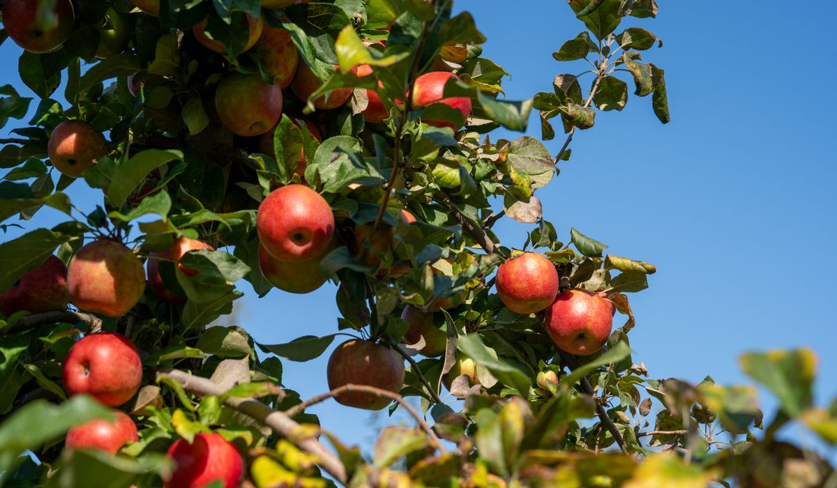 Pruning Apple Trees to Encourage Better Fruit Production