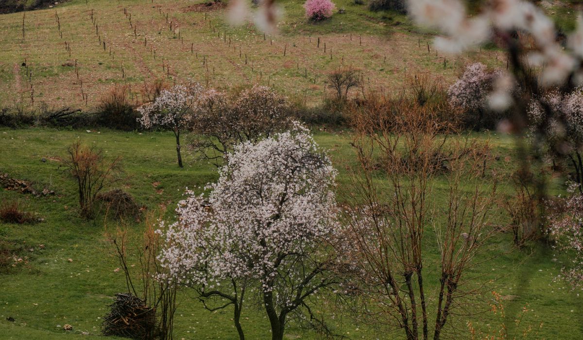 Pruning Young Fruit Trees for Strong Branch Structure
