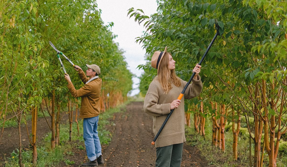 Recognising Common Fruit Tree Diseases in British Gardens