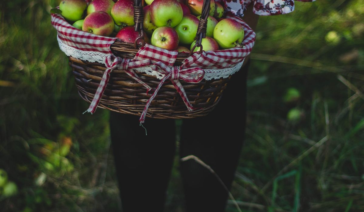Simple Ways to Preserve a Glut of Plums