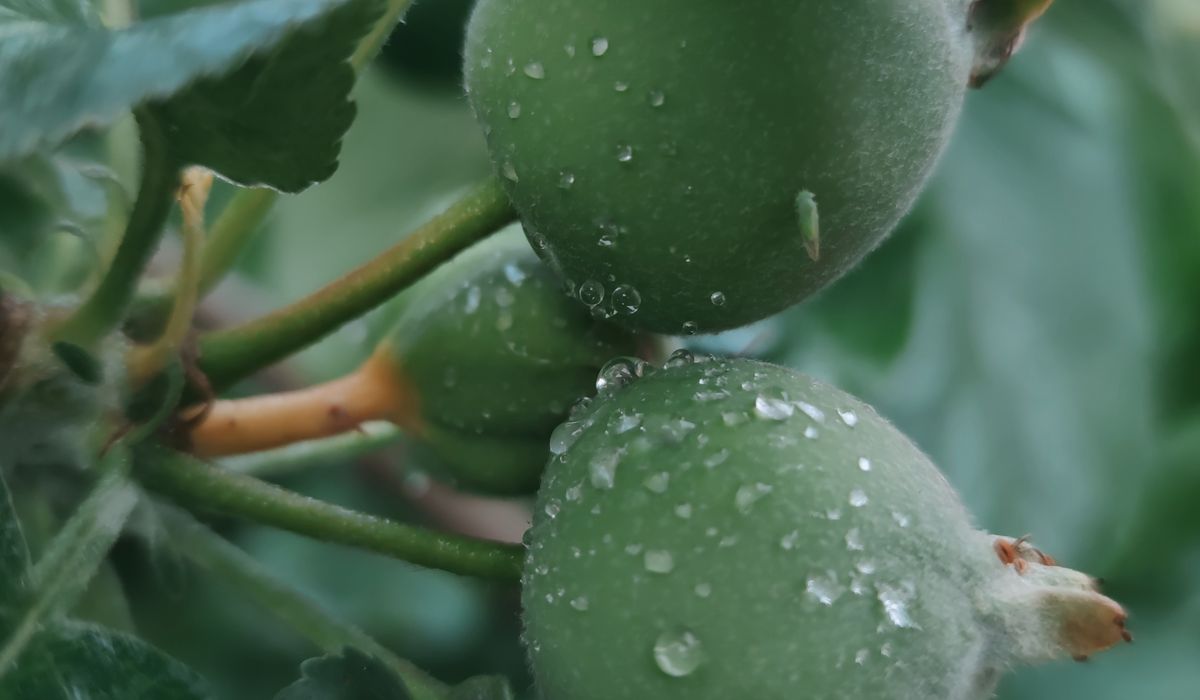 Thinning Apples to Improve Size and Quality