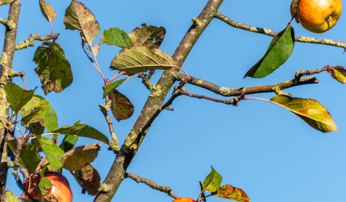 Understanding Pollination Groups for Reliable Orchard Harvests