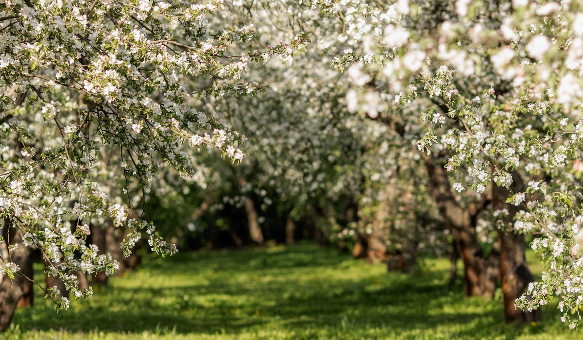 Using Companion Planting to Deter Orchard Pests