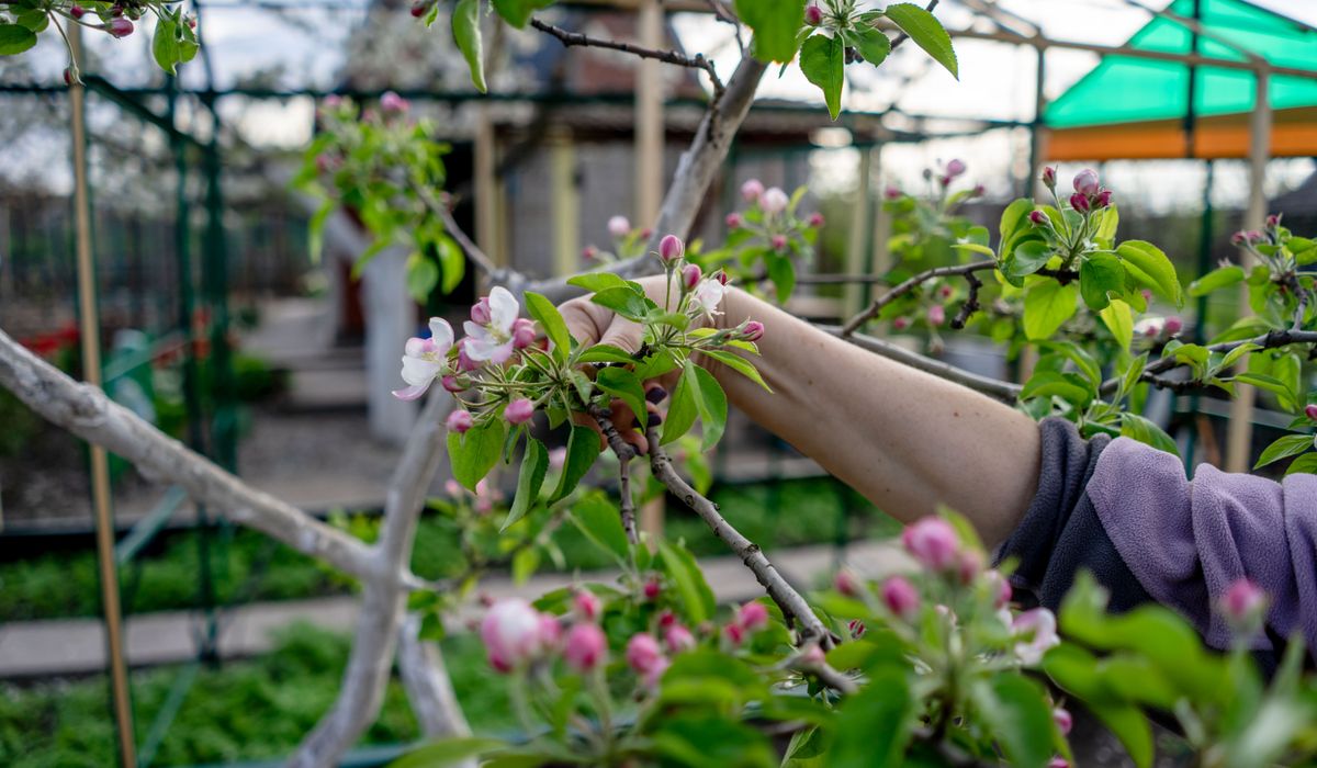 When and How to Harvest Apples for Best Flavour